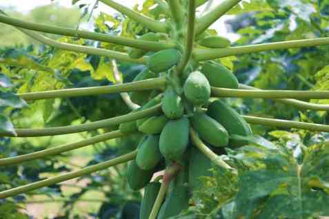 Bilde av Papaya saft. Bilde av Papaya saft.