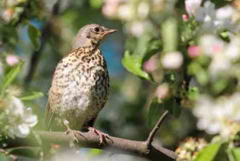Bilde av Trost. Bilde av Trost.