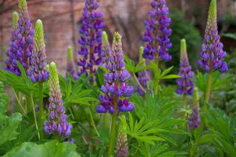 Bilde av Lupini. Bilde av Lupini.