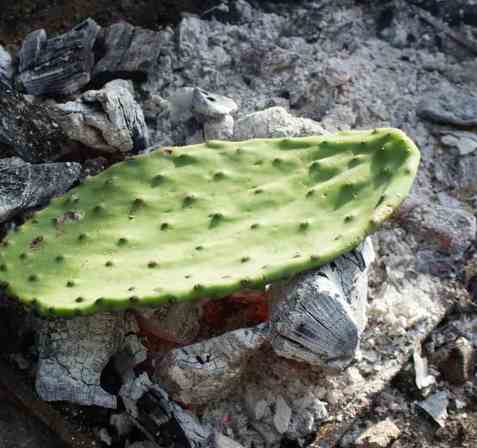 Bilde av Nopal.