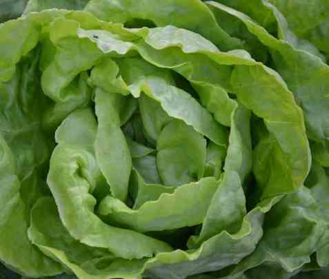 Bilde av Salat. Bilde av Salat.