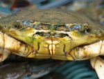WWF sin nye skalldyr og fiskeguide WWF sin nye skalldyr og fiskeguide