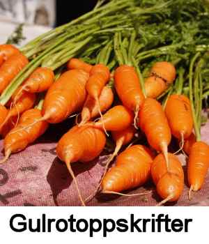 Gulerøtter.